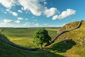 Protected Prints: England, Northumberland, Sycamore Gap