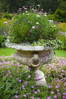 England, Northumberland, Wallington Hall and Walled Gardens. Stone flowerpot with an arrangement of flowering plants in