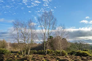 England, West Midlands, Kinver Edge