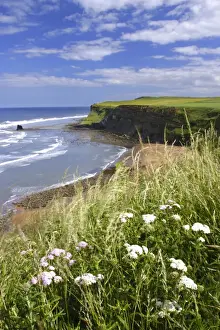 ENGLAND, Yorkshire, North York Moors National Park. Wild flowers above the sweeping bay of Saltwick Bay