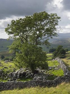 England, Yorkshire, Yorkshire Dales National Park