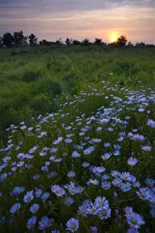 Tyne Book Prints: Flowering Michaelmas Daisies photographed at sunset in the Rising Sun Country Park