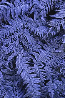 Frost covered ferns photographed on a crisp autumn morning in North Tyneside