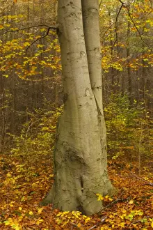 Tyne Book Prints: The golden autumnal colours of the forestry commission managed Chopwell Woodland Park