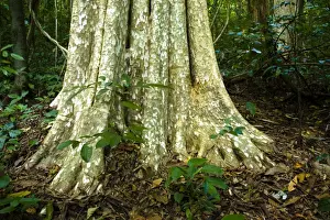 Forest Prints: Laos, Ban Na Hin. Typical native trees and vegetation in woodland in the jungle near Ban Na Hin in Laos
