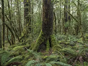 New Zealand, South Island, Fiordland National Park