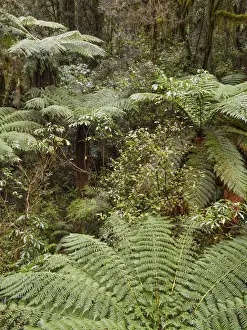 New Zealand, South Island, Fiordland National Park