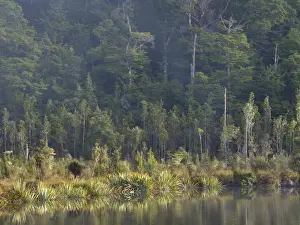 New Zealand, South Island, Fiordland National Park