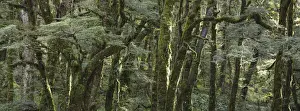 New Zealand, South Island, Mount Aspiring National Park