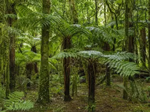 New Zealand, South Island, Mount Aspiring National Park