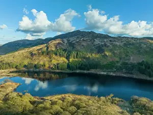 Forest Prints: Scotland, Dumfries & Galloway, Galloway Forest Park