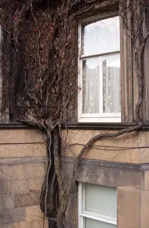 Detail Prints: Scotland, Edinburgh, New Town. Creeping tree clinging to a wall of a residential house in the New Town