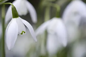 Scotland, Edinburgh, Royal Botanic Garden Edinburgh