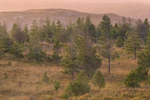 Scotland, The Isle of Lewis, Aline Community Woodland