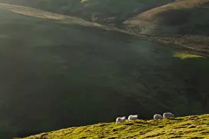 Scotland, Scottish Borders, Dere Street Roman Road. View from the Dere Street Roman Road looking towards Sheep grazing on the rolling uplands of