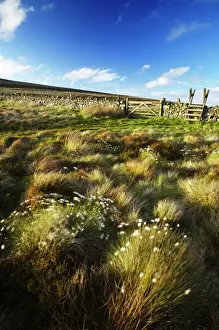 Scotland Scottish Borders The Pennine Way Cotton grass on moorland near the England Scotland border close to