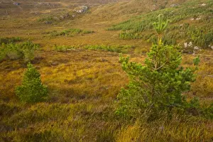 Forest Prints: Scotland, Scottish Highlands, Bad na Sgalag Pinewood