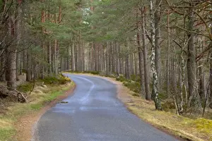 Scotland, Scottish Highlands, Cairngorms National Park