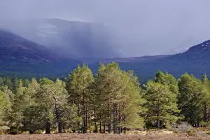 Scotland, Scottish Highlands, Cairngorms National Park