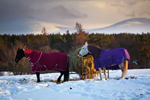 Cold Prints: Scotland, Scottish Highlands, Cairngorms National Park