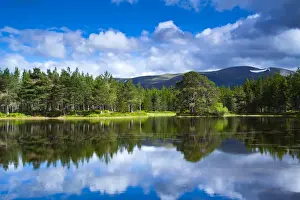 Scotland, Scottish Highlands, Cairngorms National Park. Native woodland of the Rothiemurchus Estate