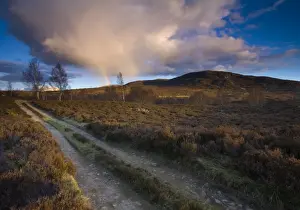 Scotland, Scottish Highlands, Cairngorms National Park. Vehicle track running through open moorland near