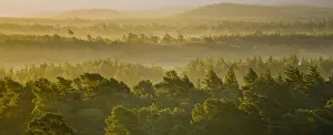 Scotland, Scottish Highlands, Cairngorms National Park. Mist rising at dawn over the Caledonian Forest of the Rothiemurchus estate, in the Cairngorms