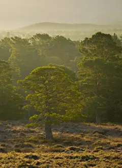 Scotland, Scottish Highlands, Cairngorms National Park. Mist rising at dawn over the Caledonian Forest of the Rothiemurchus estate, in the Cairngorms
