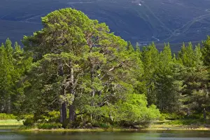 Scotland, Scottish Highlands, Cairngorms National Park