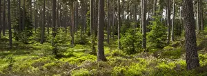 Scotland, Scottish Highlands, Cairngorms National Park