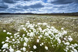 Scotland, Scottish Highlands, Cairngorms National Park