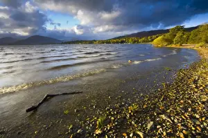 Scotland, Stirling, Loch Lomond and the Trossachs National Park. The autumnal colours of Oak woodlands fringing Loch Lomond at the bay