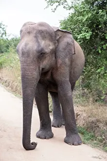 Sri Lanka, Ratnapura District, Udawalawa National Park