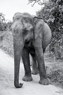 Sri Lanka, Ratnapura District, Udawalawa National Park