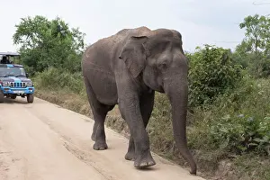 Sri Lanka, Ratnapura District, Udawalawa National Park