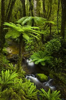 Forest Prints: Tuatapere Hump Ridge Track, Southland, New Zealand