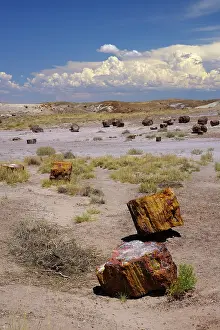 Colour Prints: United States of America, Ariziona, Petrified Forest National Park