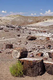 Colour Prints: United States of America, Ariziona, Petrified Forest National Park