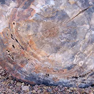 Colour Prints: United States of America, Ariziona, Petrified Forest National Park