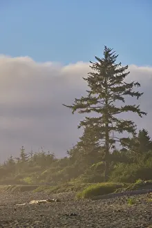 Exploration Prints: United States of America, California, Del Norte Coast Redwoods State Park