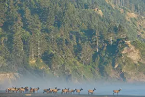 Exploration Prints: United States of America, California, Del Norte Coast Redwoods State Park