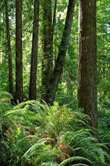 Exploration Prints: United States of America, California, Del Norte Coast Redwoods State Park