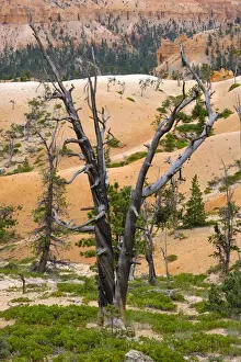United States of America, Utah, Bryce Canyon National Park