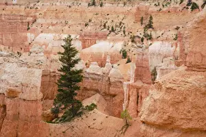 United States of America, Utah, Bryce Canyon National Park